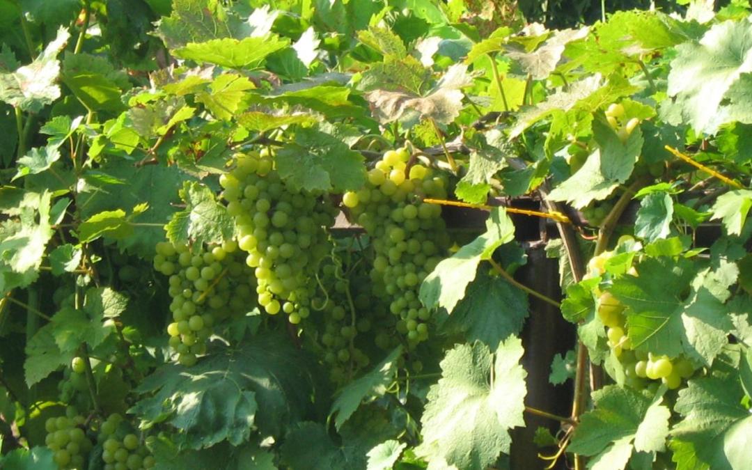 Obavijest o tijeku anketnog upisa za nabavku cijepova vinove loze